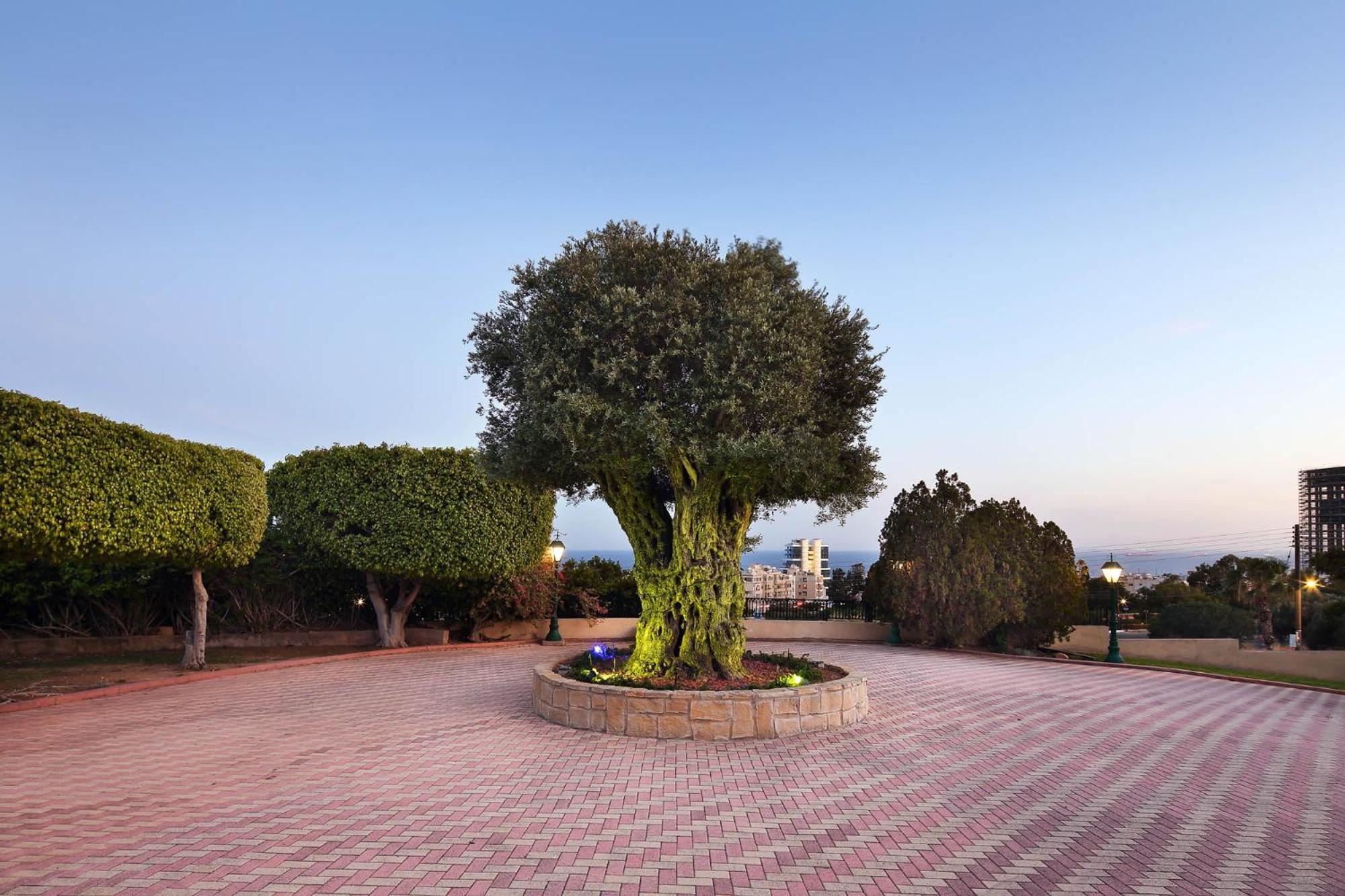 Olive Tree Apartments Limassol Exterior foto